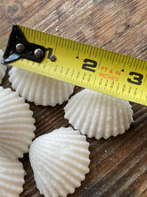 Load image into Gallery viewer, White Sea Shell Sugar Shape Drops Cubes for a Ocean Beach Themed Cup of Coffee Great for AirBNB VRBO Hosting Gift Wedding Coffee Bar Hotel